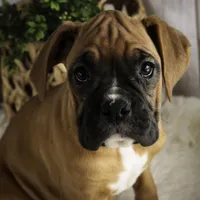 Hazel, a female Boxer for sale in Shipshewana, IN – Photo 3 of 9