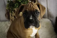 processed/a8691734-ec5d-4cae-919c-f7c884b6b56d/listing/a9373a16-005f-437a-97b8-d6235e4a6290/a9b9ac6e-3a7f-4e14-9734-63a444f4282a