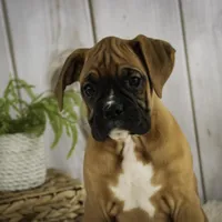 Hazel, a female Boxer for sale in Shipshewana, IN – Photo 4 of 9