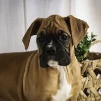 Hazel, a female Boxer for sale in Shipshewana, IN – Photo 1 of 9