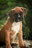 Remi, a male Boxer for sale in Shipshewana, IN – 3 of 7