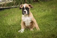 Huck, a male Boxer for sale in Shipshewana, IN – 3 of 6