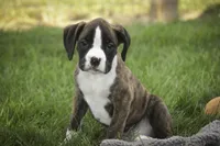 Zane, a male Boxer for sale in Shipshewana, IN – 3 of 5