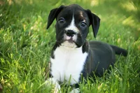 Leo, a male Boxer for sale in Shipshewana, IN – 9 of 9