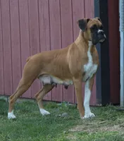 Scott, a male Boxer for sale in Shipshewana, IN – 9 of 10