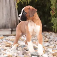 Allie, a female Boxer for sale in Shipshewana, IN – Photo 5 of 7