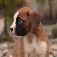 Allie, a female Boxer for sale in Shipshewana, IN – Photo 2 of 7