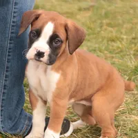 Allie, a female Boxer for sale in Shipshewana, IN – Photo 7 of 7