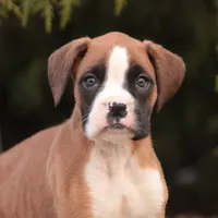 Allie, a female Boxer for sale in Shipshewana, IN – Photo 1 of 7