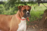 Atticus, a male Boxer for sale in Shipshewana, IN – 8 of 9
