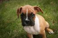Arlo, a male Boxer for sale in Shipshewana, IN – 3 of 10