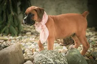 Remi, a male Boxer for sale in Shipshewana, IN – 7 of 7