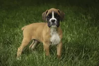 Crew, a male Boxer for sale in Shipshewana, IN – 2 of 8