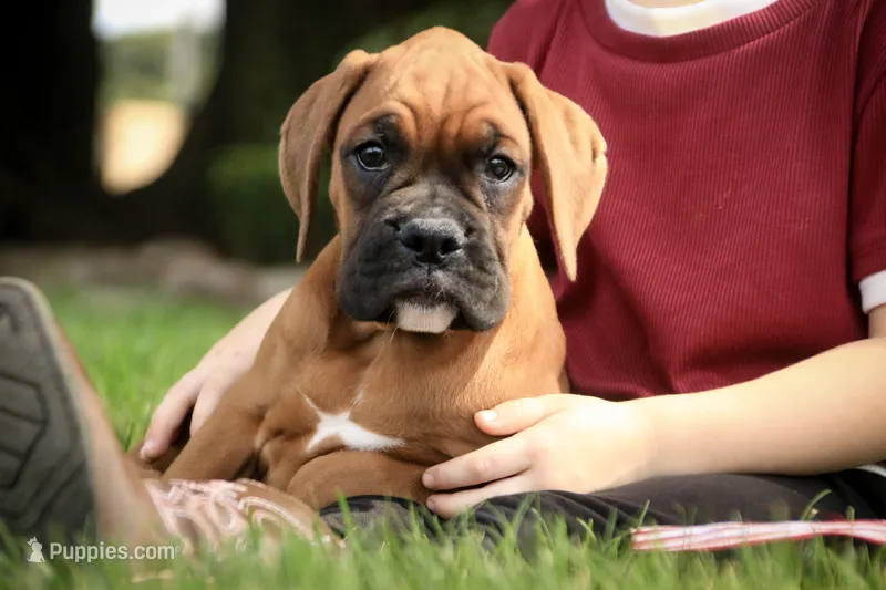 Haddie – Boxer puppy for sale in Shipshewana, IN