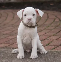 processed/a8691734-ec5d-4cae-919c-f7c884b6b56d/listing/c2f08ee4-d510-402a-9fb5-c013394adc9d/357d8e99-e456-4045-b756-3d7890c6f2ec