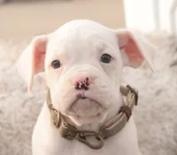 processed/a8691734-ec5d-4cae-919c-f7c884b6b56d/listing/c2f08ee4-d510-402a-9fb5-c013394adc9d/57f86171-3408-46c8-9b01-bb461c03c28a