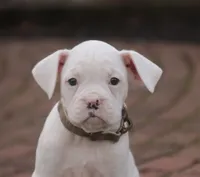 processed/a8691734-ec5d-4cae-919c-f7c884b6b56d/listing/c2f08ee4-d510-402a-9fb5-c013394adc9d/906e4512-11a9-4360-835f-e045dee5f2a1