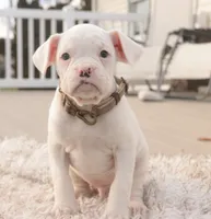 processed/a8691734-ec5d-4cae-919c-f7c884b6b56d/listing/c2f08ee4-d510-402a-9fb5-c013394adc9d/e4498334-027a-4a1e-bc9b-cfe573f86cb8