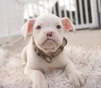 processed/a8691734-ec5d-4cae-919c-f7c884b6b56d/listing/c2f08ee4-d510-402a-9fb5-c013394adc9d/ef77f1a0-3e03-4472-9009-39376ac93fd3