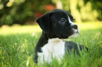 Leo, a male Boxer for sale in Shipshewana, IN – 2 of 9