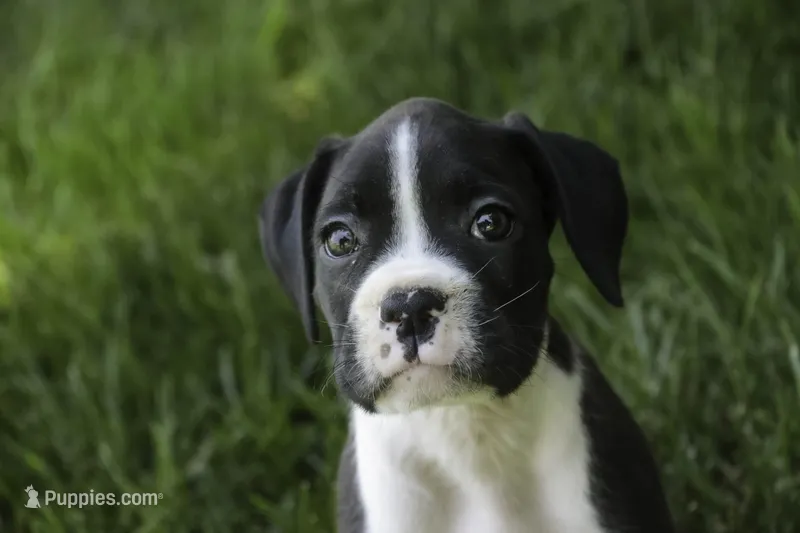 Jones – Boxer puppy for sale in Shipshewana, IN