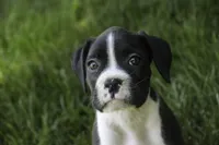 Jones, a male Boxer for sale in Shipshewana, IN – 1 of 8