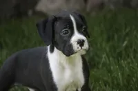 Jones, a male Boxer for sale in Shipshewana, IN – 4 of 8