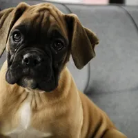 Frank, a male Boxer for sale in Shipshewana, IN – Photo 4 of 9