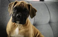 processed/a8691734-ec5d-4cae-919c-f7c884b6b56d/listing/c705a2a5-b4b0-41e9-b4b8-e48b8f681cdd/8785ecd2-9c46-4836-8ba6-27d9380ed8ad