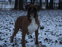 Huck, a male Boxer for sale in Shipshewana, IN – 6 of 6