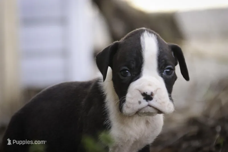 Tate – Boxer puppy for sale in Shipshewana, IN