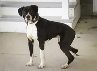 Tate, a male Boxer for sale in Shipshewana, IN – Photo 10 of 10