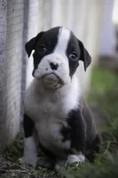 Tate, a male Boxer for sale in Shipshewana, IN – Photo 5 of 10