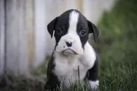 Tate, a male Boxer for sale in Shipshewana, IN – Photo 3 of 10