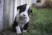 Tate, a male Boxer for sale in Shipshewana, IN – Photo 6 of 10