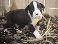 Tate, a male Boxer for sale in Shipshewana, IN – Photo 2 of 10