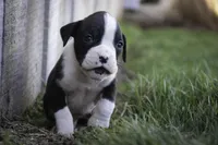 Tate, a male Boxer for sale in Shipshewana, IN – Photo 7 of 10