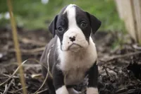 Tate, a male Boxer for sale in Shipshewana, IN – Photo 8 of 10