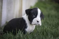 Tate, a male Boxer for sale in Shipshewana, IN – Photo 4 of 10