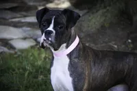 Tate, a male Boxer for sale in Shipshewana, IN – Photo 9 of 10
