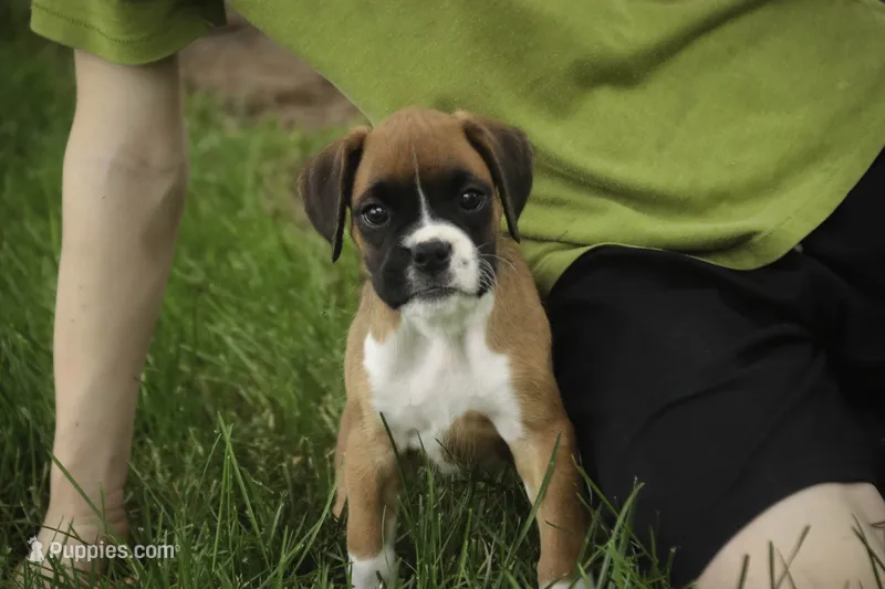 Skye, a female Boxer for sale in Shipshewana, IN – 1 of 10