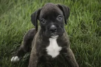 Skipper, a male Boxer for sale in Shipshewana, IN – 4 of 6