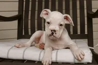 Koa, a male Boxer for sale in Shipshewana, IN – 3 of 6