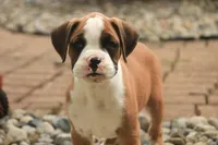 Burke, a male Boxer for sale in Shipshewana, IN – 6 of 8