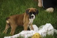 Skye, a female Boxer for sale in Shipshewana, IN – 9 of 10