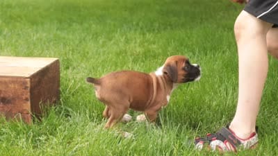 Skye, a female Boxer for sale in Shipshewana, IN – 10 of 10