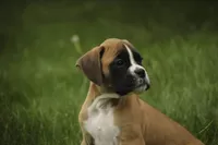 Crew, a male Boxer for sale in Shipshewana, IN – 5 of 8