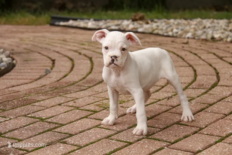 Koa – Boxer puppy for sale in Shipshewana, IN
