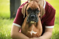 Haddie, a female Boxer for sale in Shipshewana, IN – 7 of 7