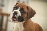 Lily, a male Boxer for sale in Shipshewana, IN – 3 of 9